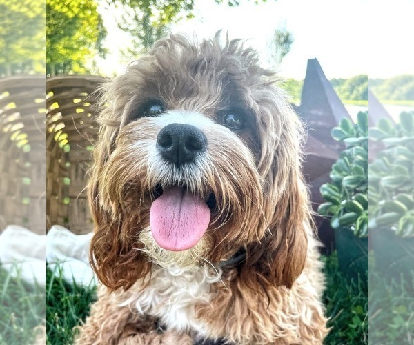 Medium Photo #9  Breeder Profile in REEDS SPRING, MO, USA