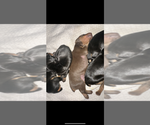 Small #26 Breeder Profile image