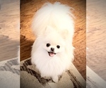 Small #30 Breeder Profile image