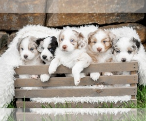 Australian Shepherd Dog Breeder near COLUMBIA, MO, USA