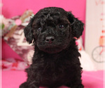 Small #106 Breeder Profile image