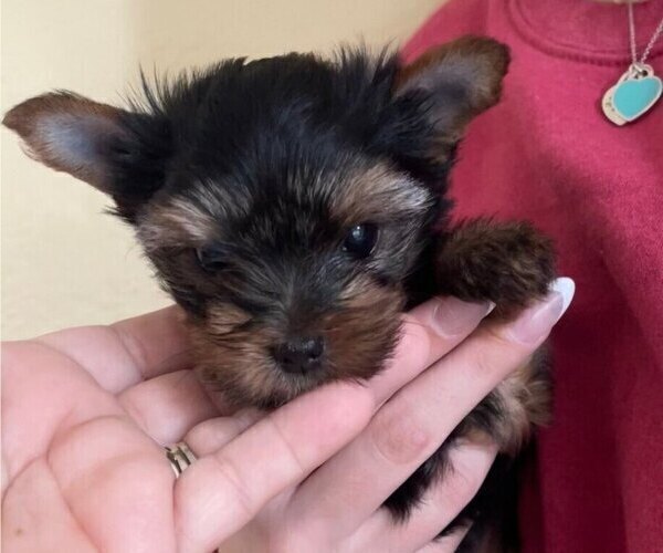 Medium Photo #2  Breeder Profile in MADEIRA BEACH, FL, USA