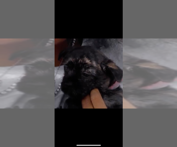 Medium Photo #1  Breeder Profile in CANAL WINCHESTER, OH, USA