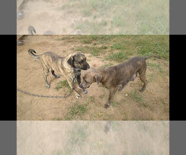 Medium Photo #1  Breeder Profile in SPARTA, TN, USA