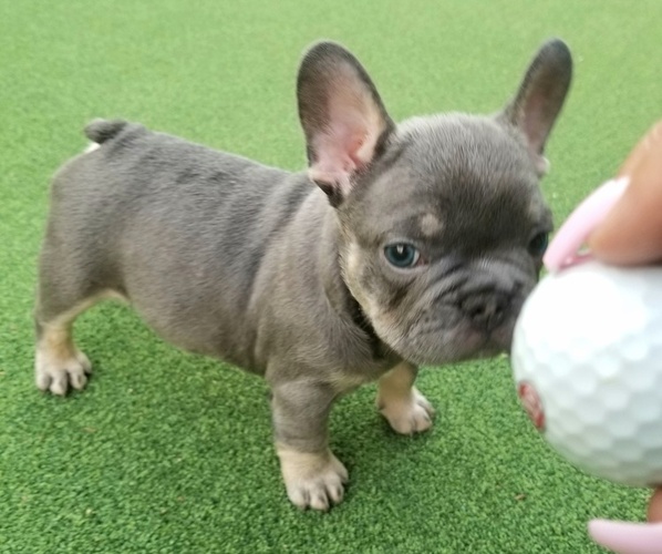 Medium Photo #45  Breeder Profile in LAS VEGAS, NV, USA