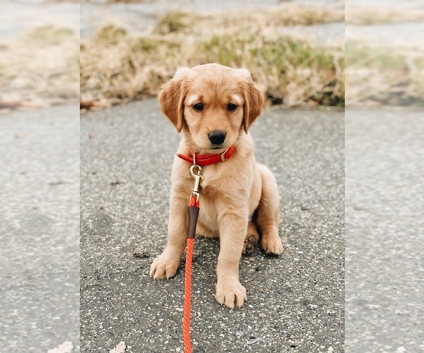 Medium Photo #1  Breeder Profile in REDDING, CA, USA