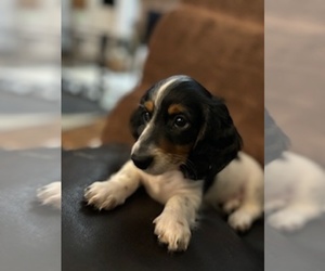 Dachshund Dog Breeder in COLORADO SPRINGS,  USA