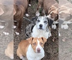 Small breeder photo