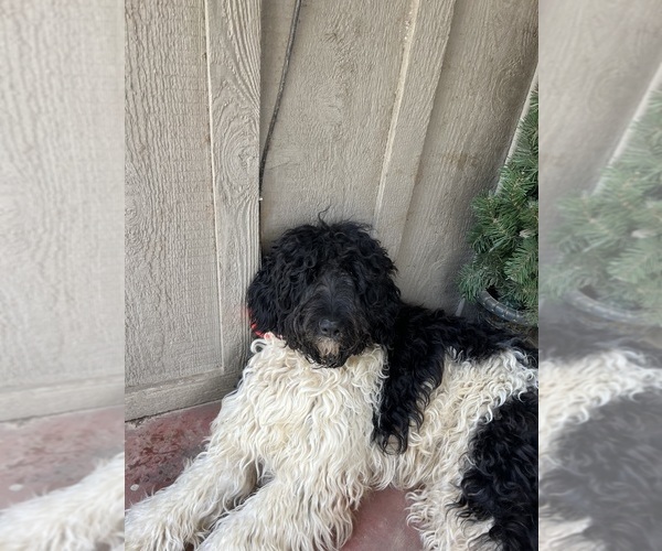 Medium Photo #7  Breeder Profile in SPRINGHILL, LA, USA