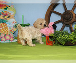 Small #80 Breeder Profile image