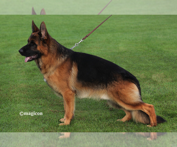 Medium Photo #1  Breeder Profile in SHERWOOD, OR, USA