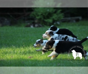 Miniature American Shepherd Dog Breeder near GUYS MILLS, PA, USA