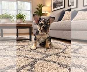 French Bulldog Dog Breeder near COLUMBIA, SC, USA