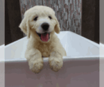 Small #2 Breeder Profile image