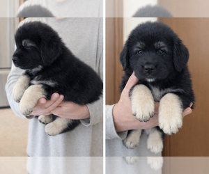 Caucasian Shepherd Dog Dog Breeder near AKELEY, MN, USA