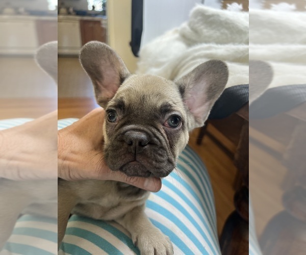 Medium Photo #10  Breeder Profile in PENN VALLEY, CA, USA