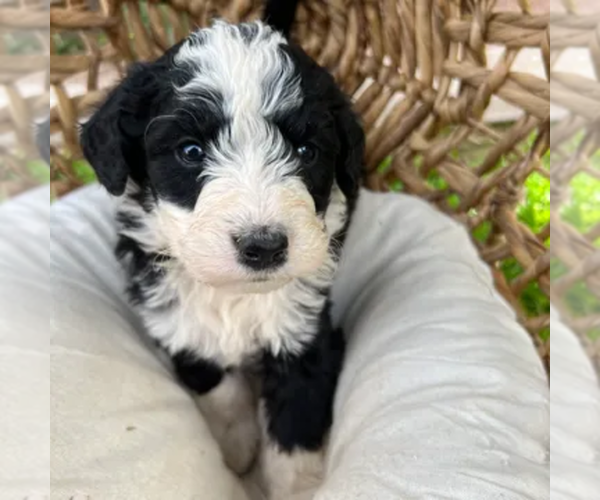 Medium Photo #15  Breeder Profile in GILBERT, AZ, USA
