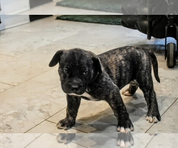 Medium Photo #28  Breeder Profile in PHILADELPHIA, PA, USA