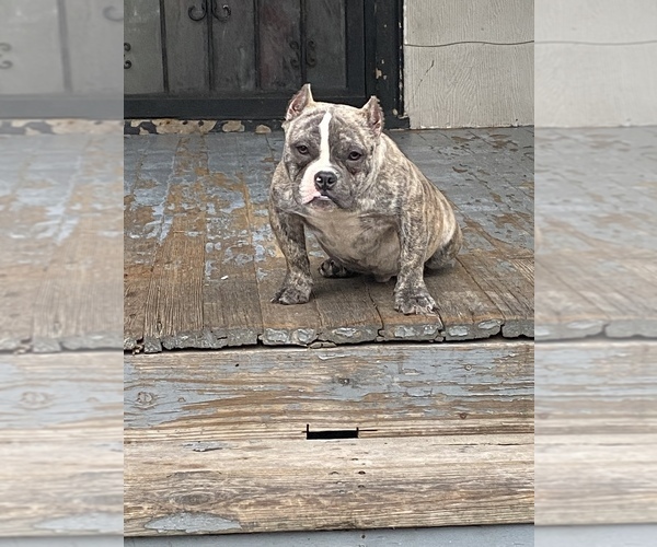 Medium Photo #1  Breeder Profile in DETROIT, MI, USA