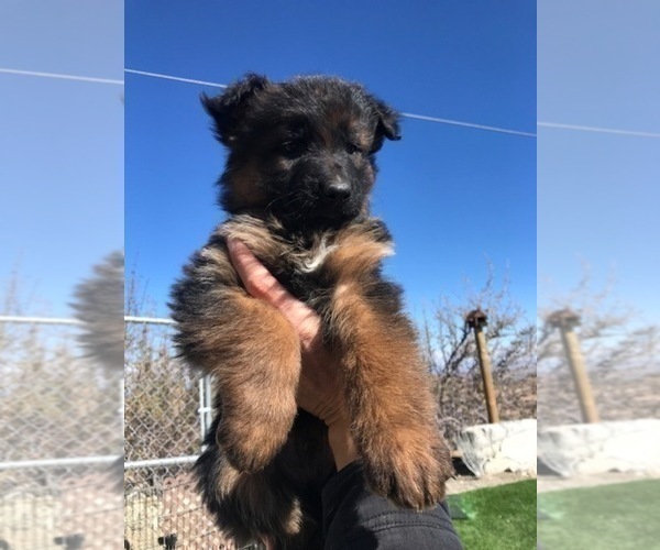 Medium Photo #113  Breeder Profile in PINON HILLS, CA, USA