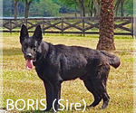 Small Photo #6  Breeder Profile in CLERMONT, FL, USA