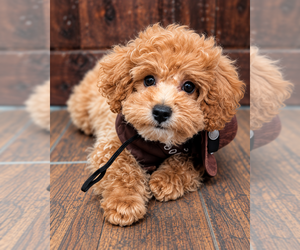 Poodle (Toy) Dog Breeder near RICHMOND HILL, GA, USA