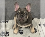 Small #6 Breeder Profile image