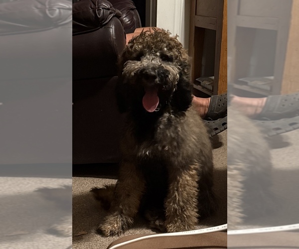 Medium Photo #17  Breeder Profile in DEER PARK, WA, USA