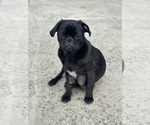 Small #42 Breeder Profile image