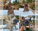 Small breeder photo