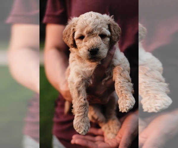 Medium Photo #1  Breeder Profile in STILLWATER, OK, USA