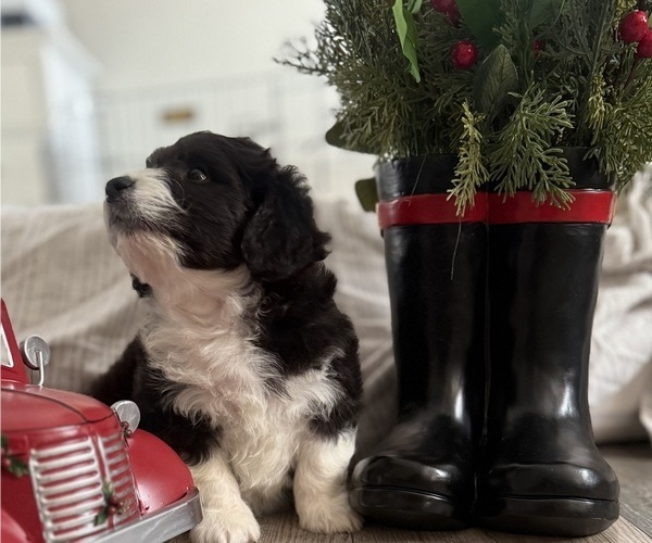 Medium Photo #9  Breeder Profile in CRESCENT CITY, CA, USA