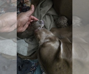 Weimaraner Dog Breeder near INDIANAPOLIS, IN, USA