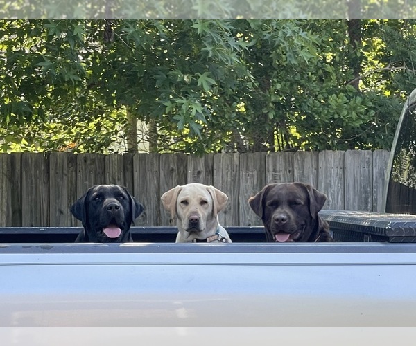 Medium Photo #6  Breeder Profile in LELAND, NC, USA