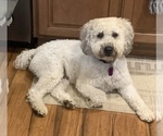 Small #8 Breeder Profile image