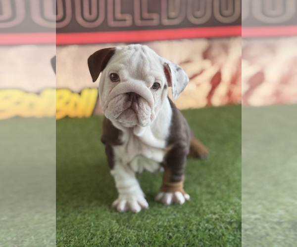 Medium Photo #2  Breeder Profile in S DAYTONA, FL, USA