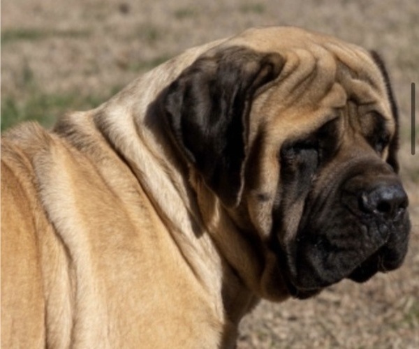 Medium Photo #1  Breeder Profile in WOODSTOCK, GA, USA