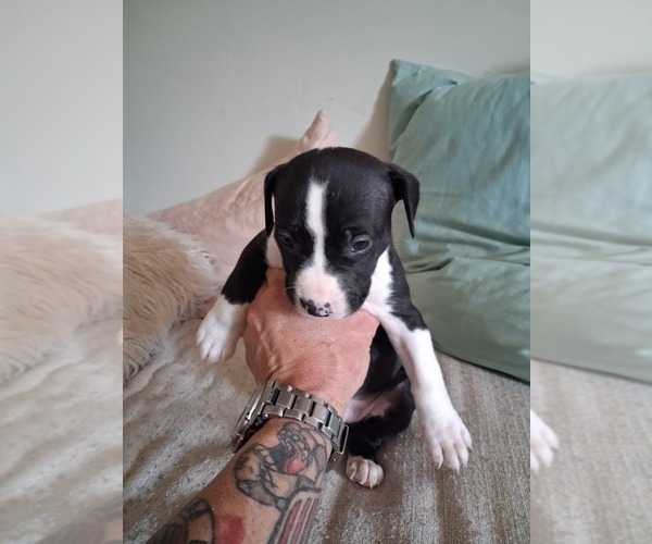 Medium Photo #7  Breeder Profile in BAKERSFIELD, CA, USA