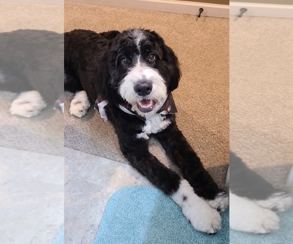 Medium Photo #1  Breeder Profile in GARDNER, KS, USA