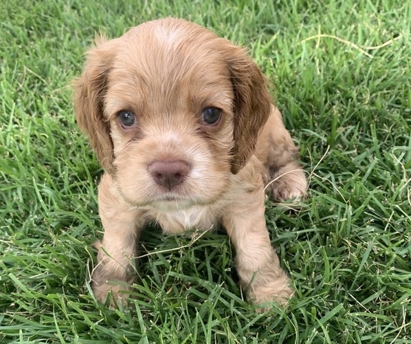 Medium Photo #1  Breeder Profile in SAN ANTONIO, TX, USA