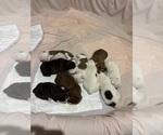 Small #18 Breeder Profile image