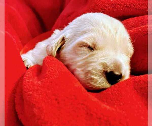 Medium Photo #3  Breeder Profile in LECANTO, FL, USA