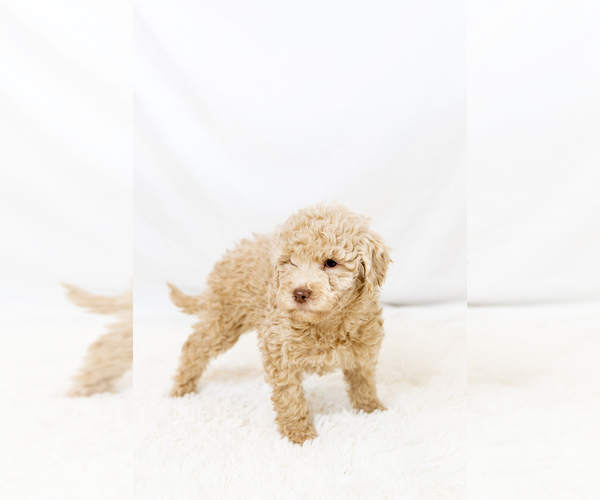 Medium Photo #14  Breeder Profile in WEST JORDAN, UT, USA