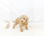 Small #13 Breeder Profile image