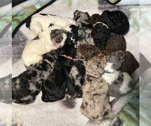 Goldendoodle Dog Breeder near WOODLEAF, NC, USA