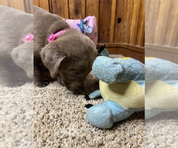 Medium Photo #82  Breeder Profile in NEOLA, WV, USA