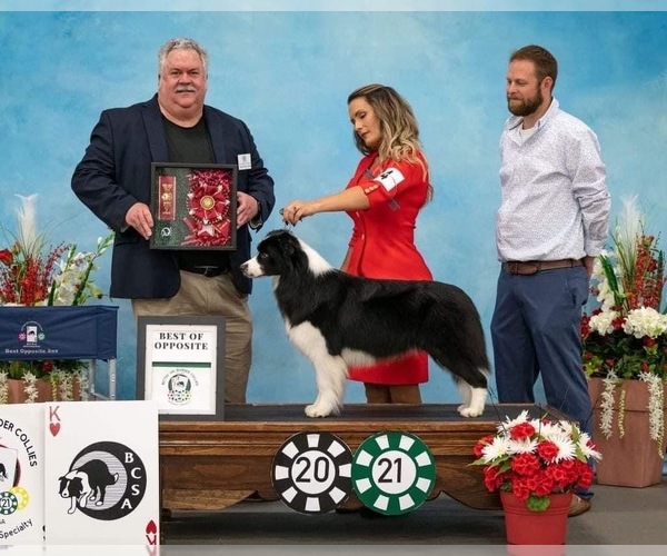 Medium Photo #29  Breeder Profile in BRYANTOWN, MD, USA