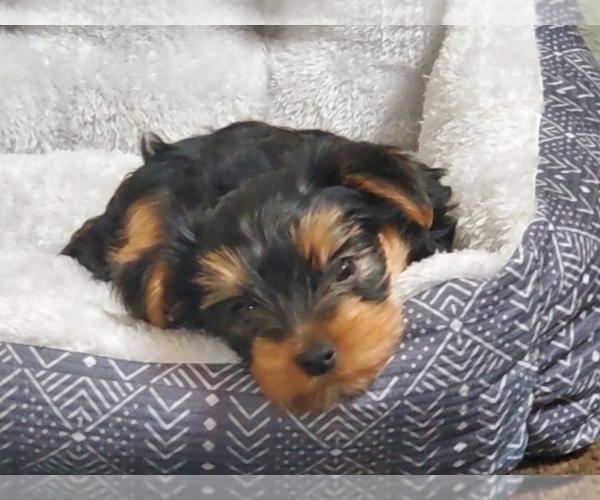 Medium Photo #22  Breeder Profile in CASSVILLE, MO, USA