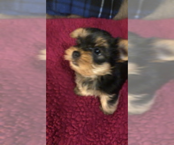 Medium Photo #1  Breeder Profile in FRACKVILLE, PA, USA