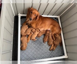 Golden Retriever Dog Breeder near SEDRO WOOLLEY, WA, USA